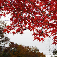 真っ赤なもみじ