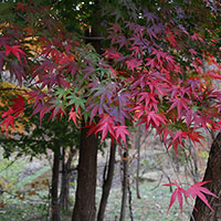 いろいろもみじ